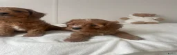 Cavapoo dogs for sale: Stunning  Cavapoo puppy  in Epsom - Advert 21