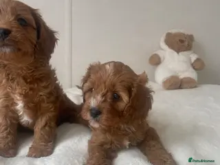 Cavapoo dogs Stunning Cavapoo puppy - Advert 18