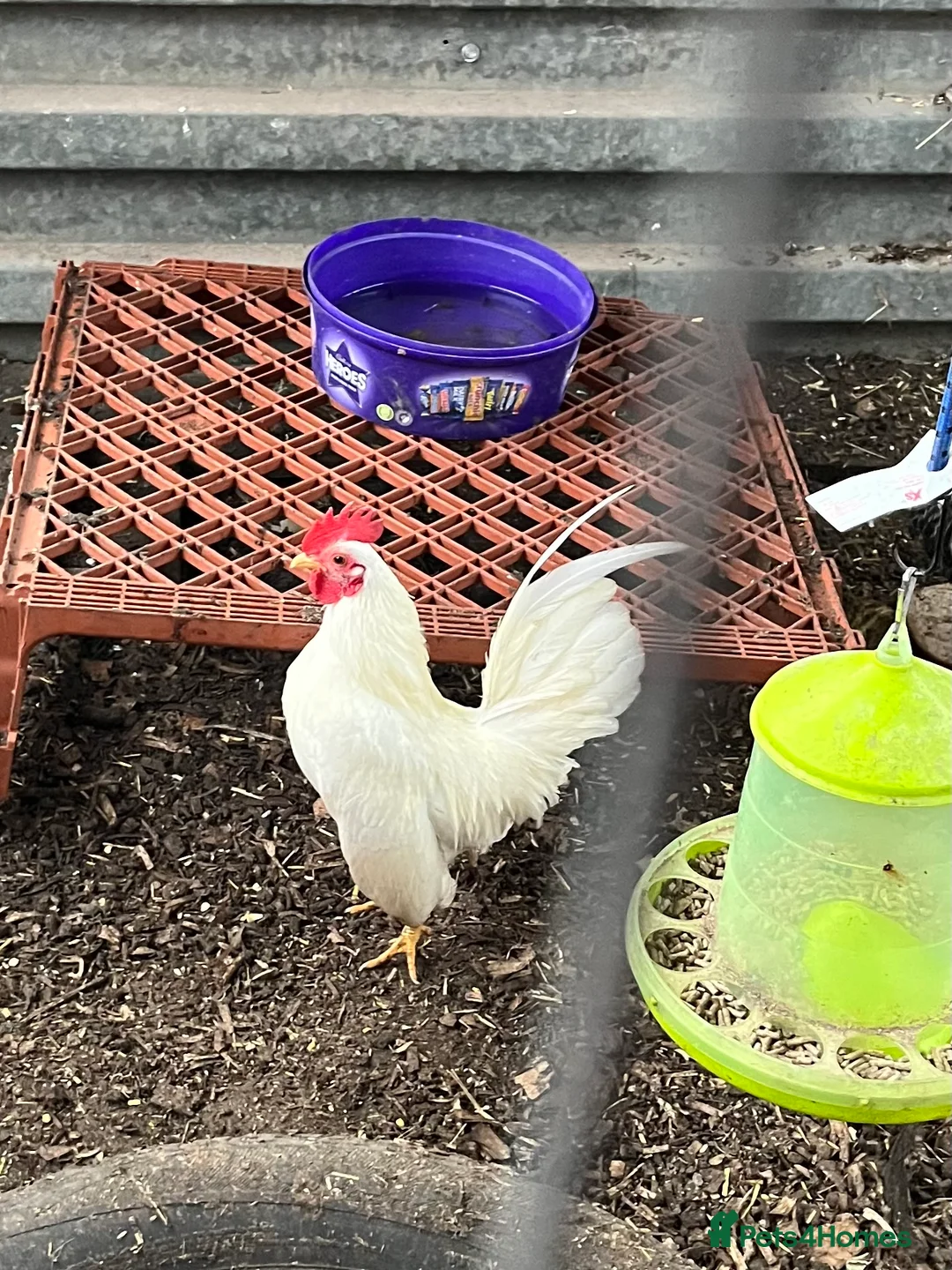 Chickens poultry for sale: Serama Hens & Cockerels - Advert 6