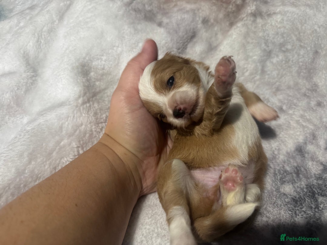 Chipoo dogs for sale: READY TO LEAVE THIS WEEK! Chipoo puppies - Advert 31