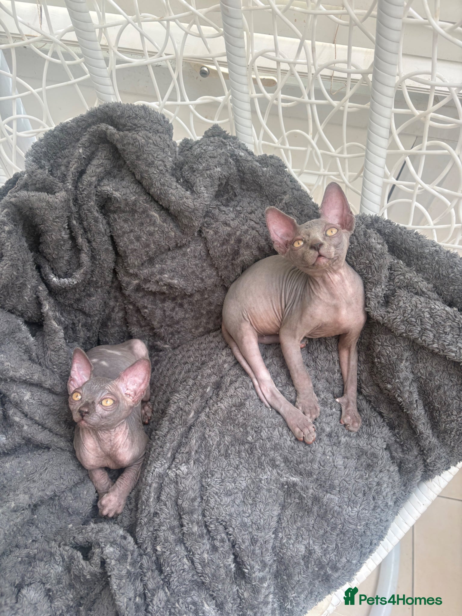 Sphynx cats Sphynx kittens 2 females  - Advert 5