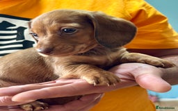 Dachshund dogs for sale: Our dwarf sausages are looking for a family🙃 - Image 8