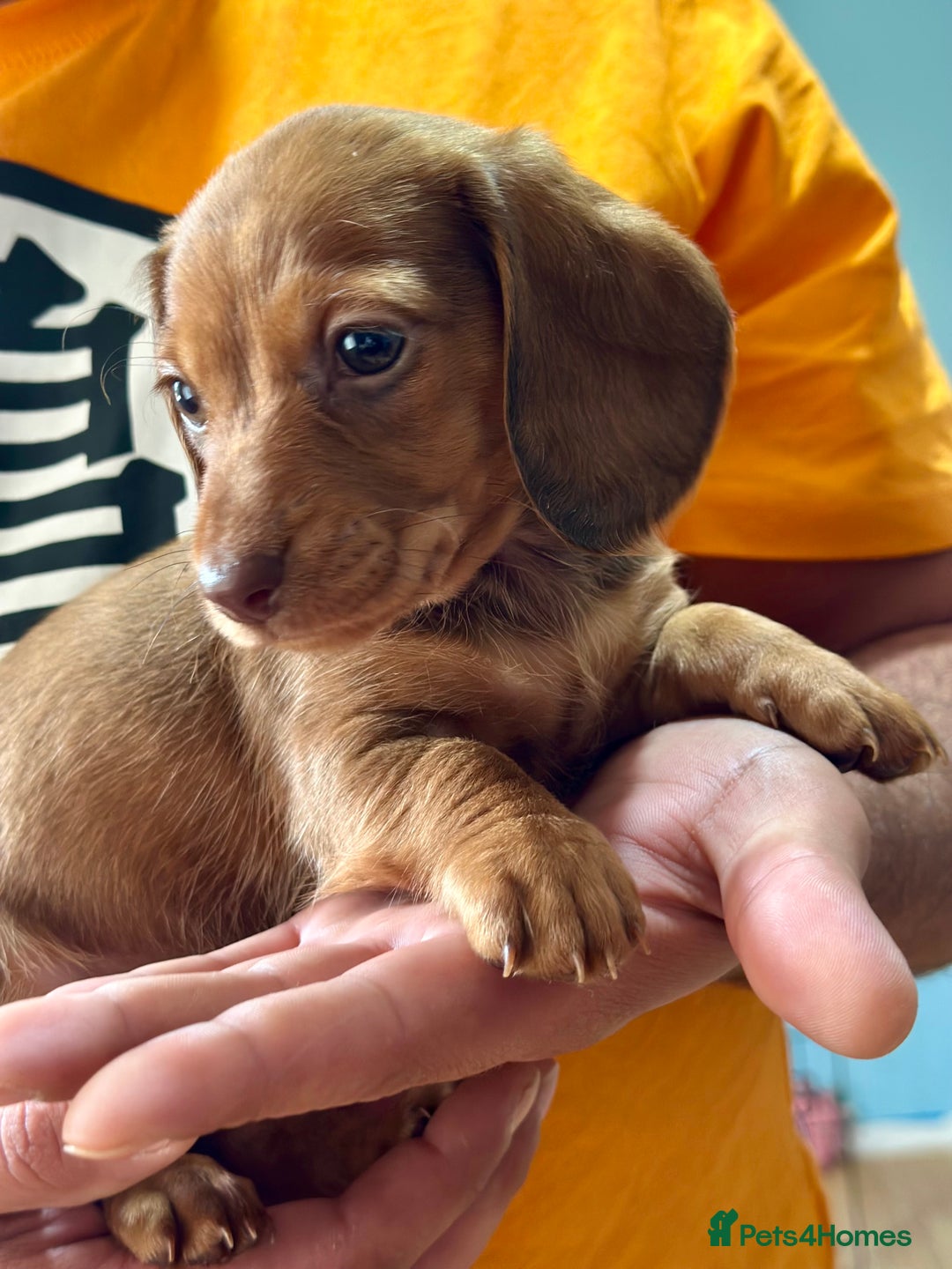Dachshund dogs for sale: Our dwarf sausages are looking for a family🙃 - Image 8
