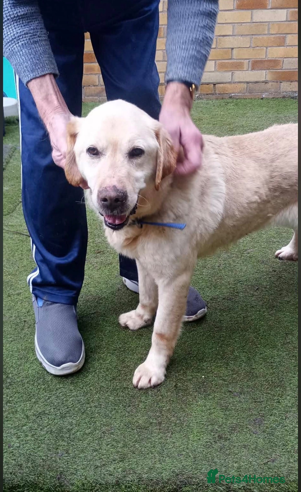 Leo 🐾 — Labrador Retriever