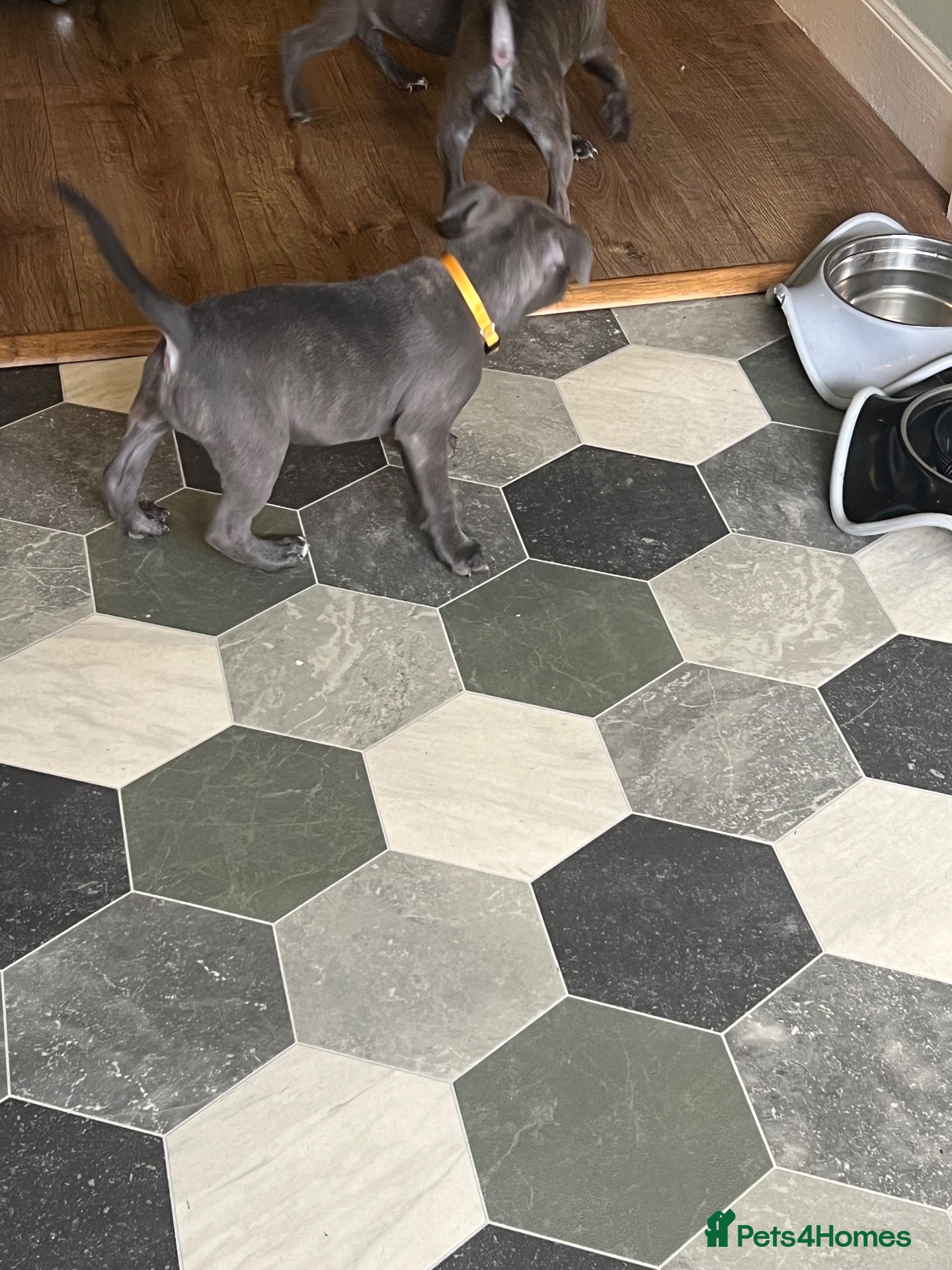 Staffordshire Bull Terrier dogs K. C registered blue Staffordshire puppies - Advert 2