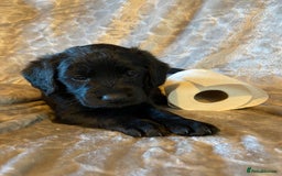 Labradoodle dogs for sale: Rare mini labradoodles variety of colours! - Image 13