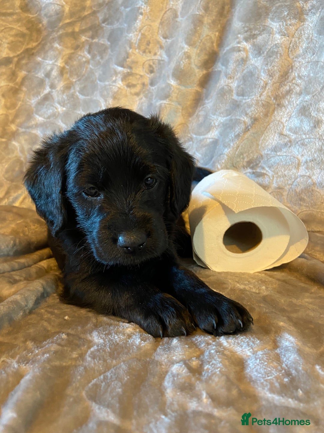 Labradoodle dogs for sale: Rare mini labradoodles variety of colours! - Image 13