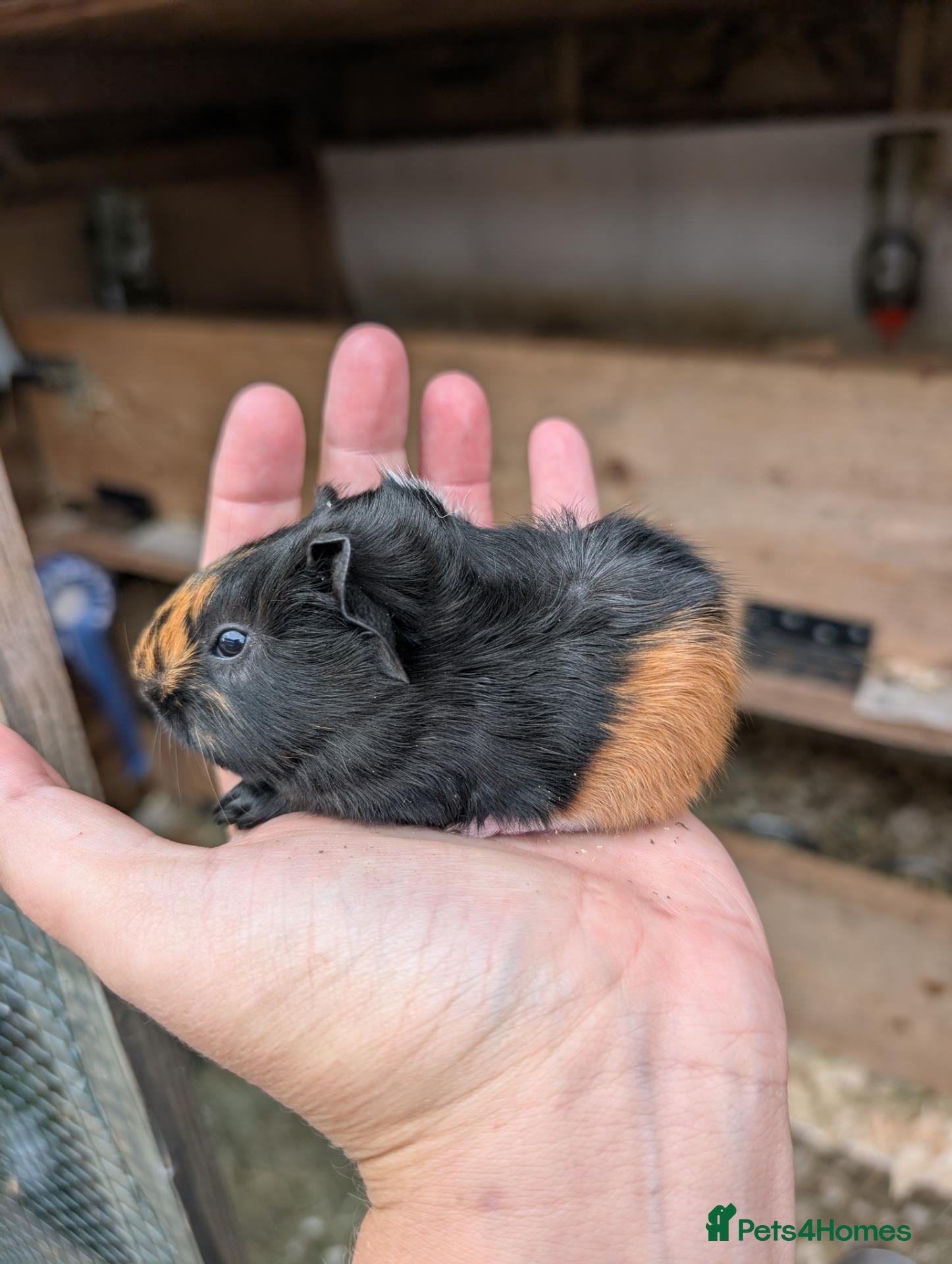 Guinea Pig rodents Funky babies  - Advert 1