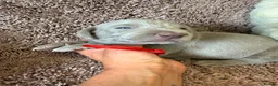 Weimaraner dogs for sale: Weimaraner Silver Grey Girl Pups - Ganult showline - Advert 6