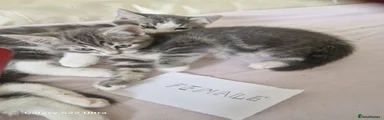 Mixed Breed Kitten 1