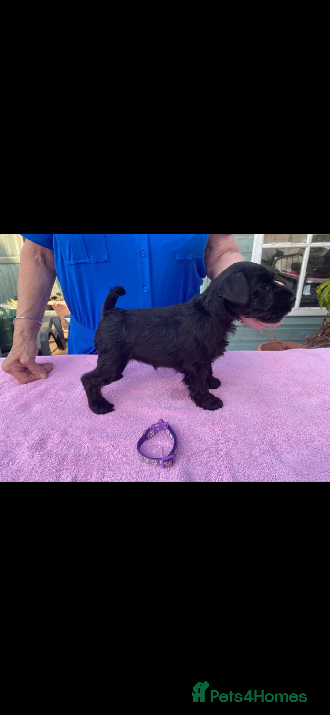 Miniature Schnauzer dogs for sale: Miniature Schnauzers - Image 11