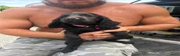 Mixed Breed dogs for sale: 10 beautiful cocker spaniel mix Patterdale Terrier - Advert 3