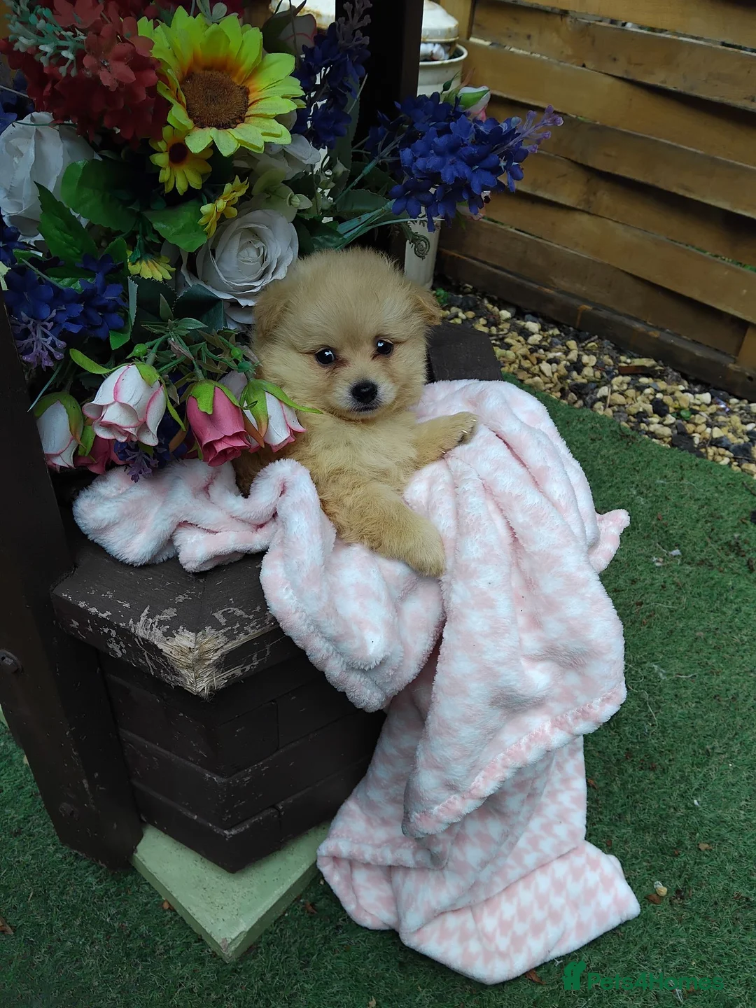 Pomeranian dogs for sale: Stunning palmeranian puppies for sale 8 weeks old. - Advert 2