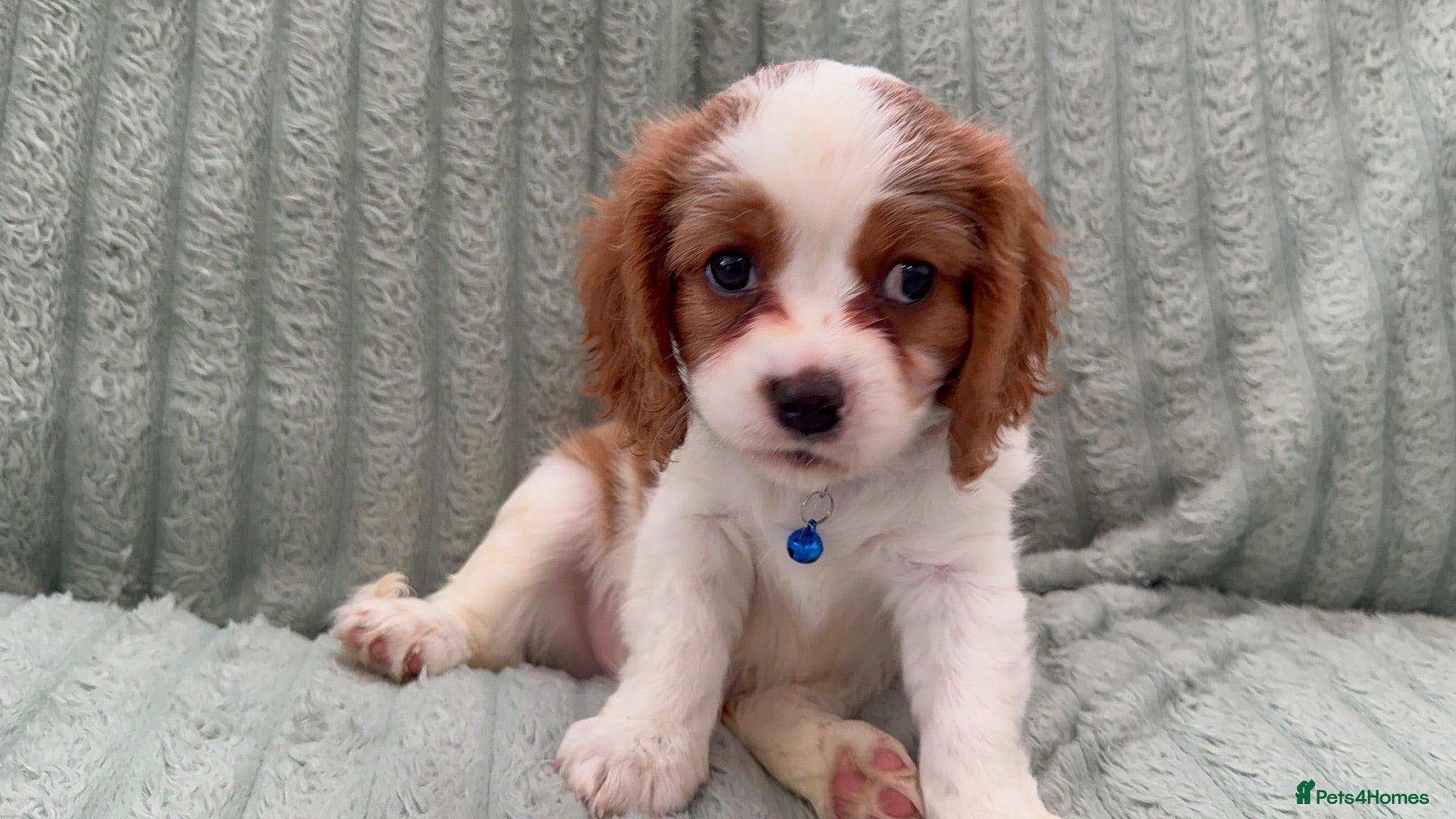 Cavalier King Charles Spaniel dogs Sweet RKCR Cavalier King Charles Spaniel Puppies - Advert 1
