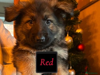 German Shepherd dogs Pedigree German Shepherd Puppies - Advert 3