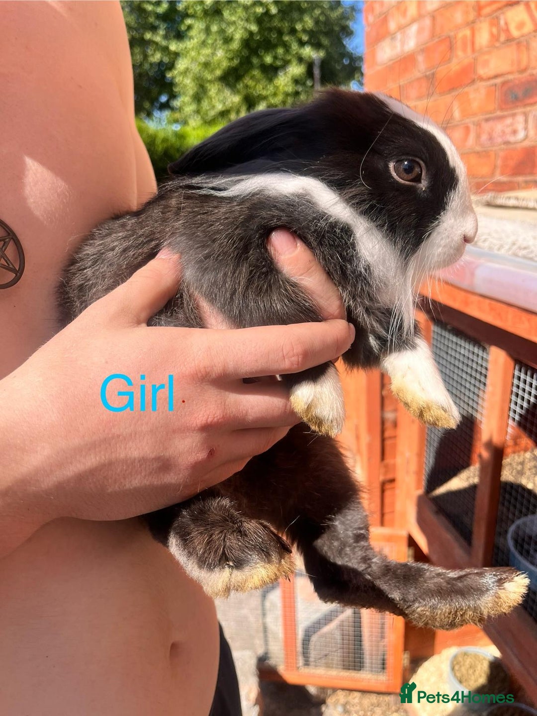 Lionhead rabbits for sale: Female rabbits for sale  - Image 6