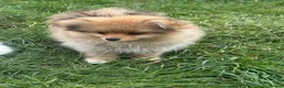 Pomeranian dogs for sale: Beautiful friendly and playful puppys pomeranians - Advert 5