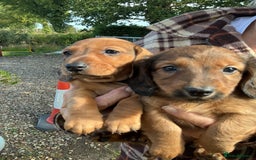 Dachshund dogs for sale: Dachshunds pure bred puppies for sale - Image 2