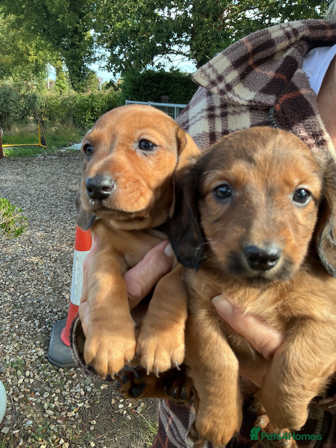 Dachshund dogs for sale: Dachshunds pure bred puppies for sale - Image 2