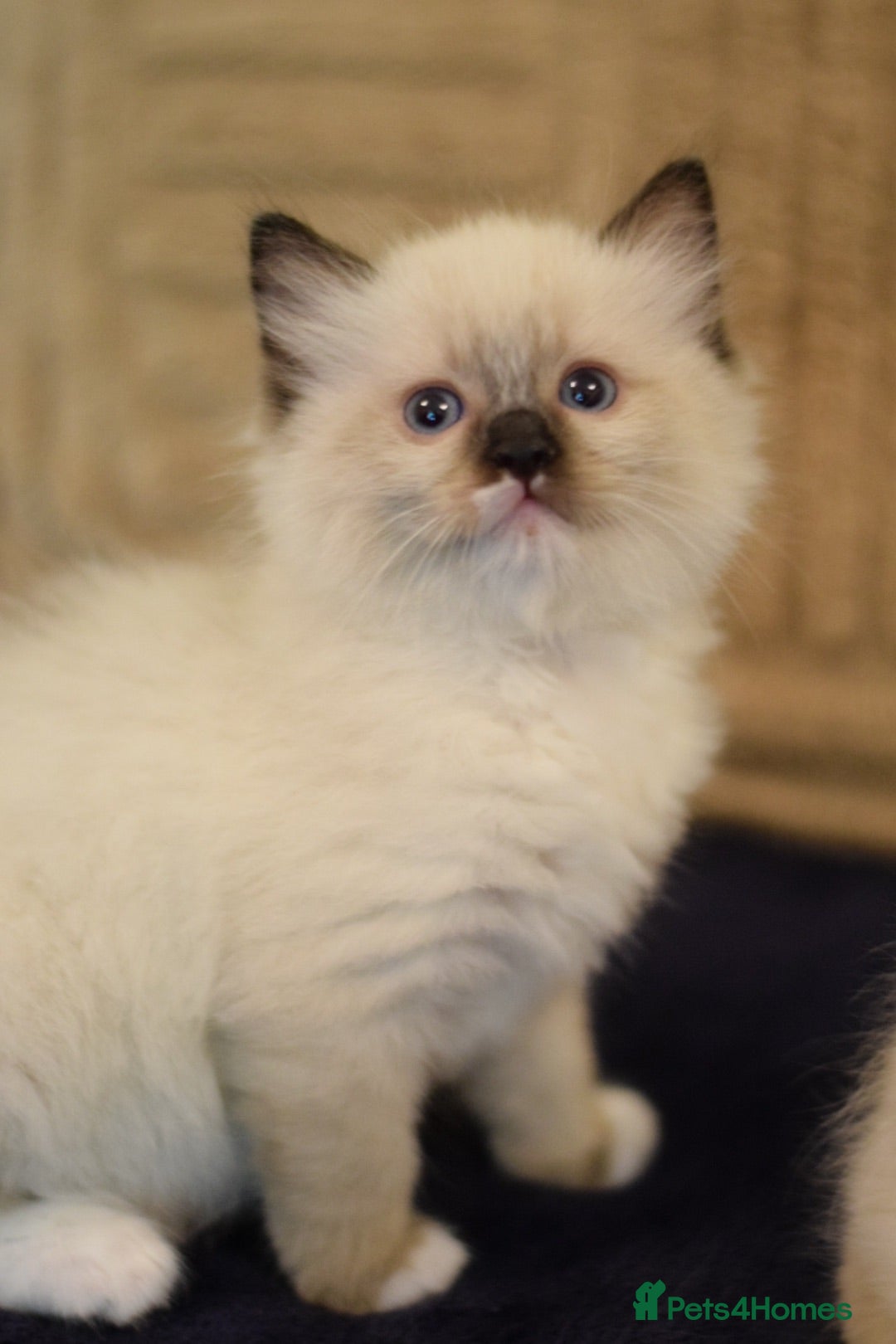 Ragdoll cats Beautiful Ragdoll kittens  - Advert 1
