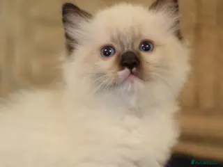 Ragdoll cats Beautiful Ragdoll kittens - Advert 1