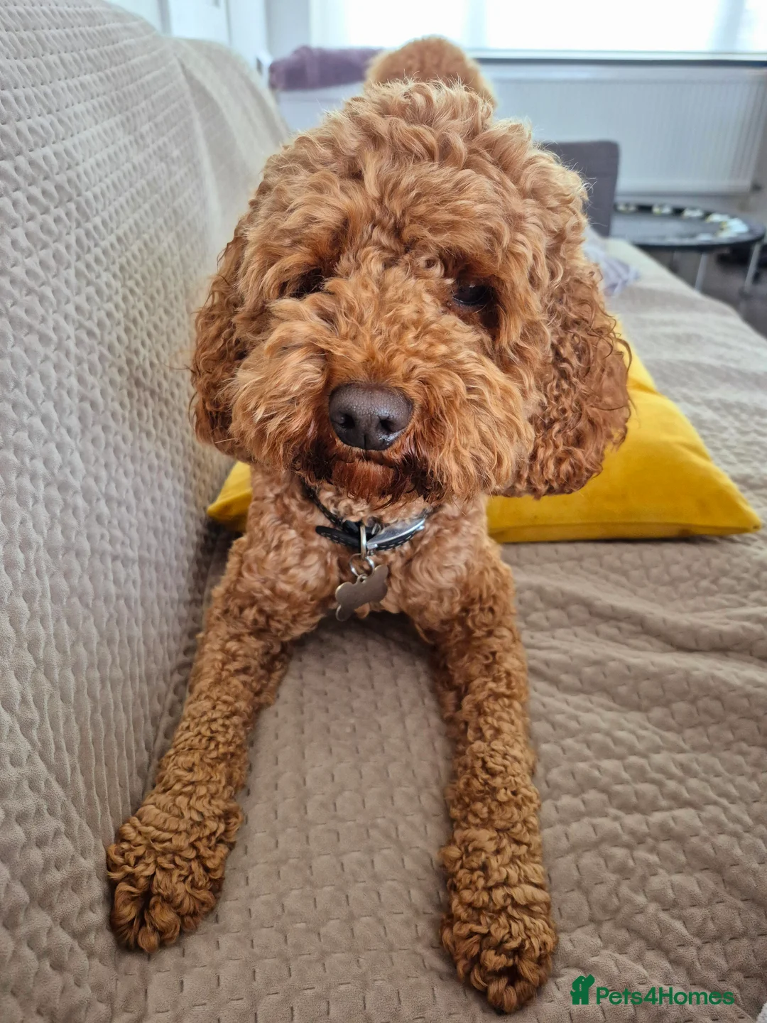 Miniature Poodle dogs for stud: PROVEN Miniature Poodle Stud - Champion Lines KC in Orpington - Advert 4