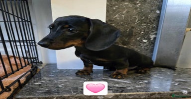 Dachshund dogs - Advert 12