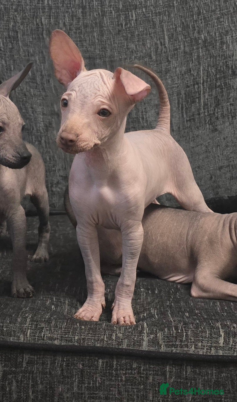 Mexican Hairless dogs The Master miniature xoloitzcuintle RKC registered - Advert 2