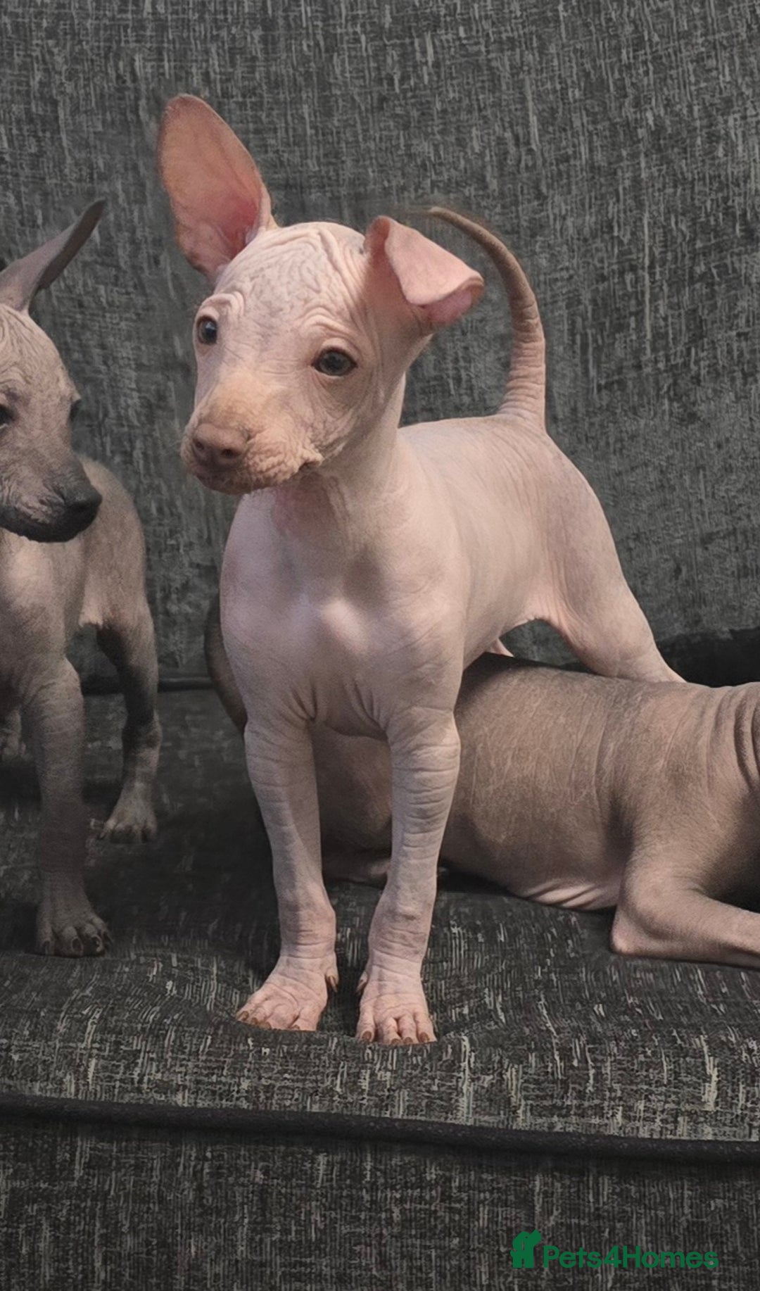 Mexican Hairless dogs for sale: The Master miniature xoloitzcuintle RKC registered - Advert 1