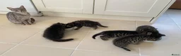 Mixed Breed cats for sale: Litter of 6 kittens ready to go to new homes! in Colchester - Advert 3