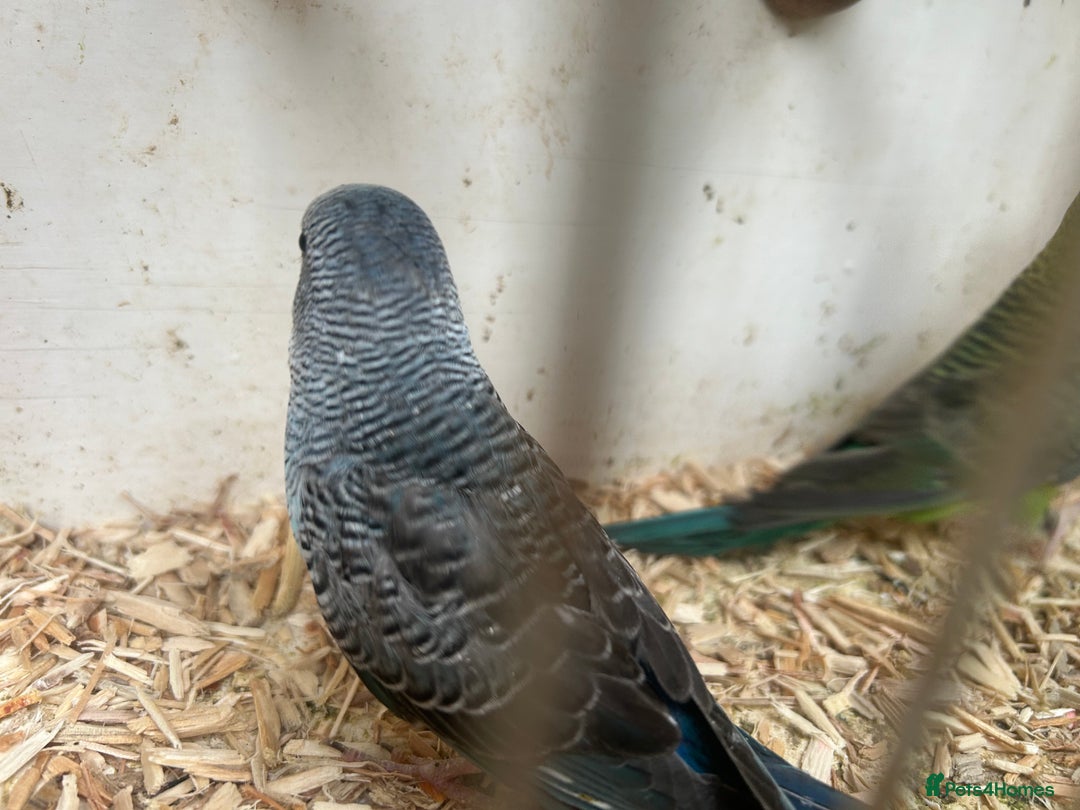Budgerigars birds for sale: Budgies for sale, black wings, all in good health  - Image 5