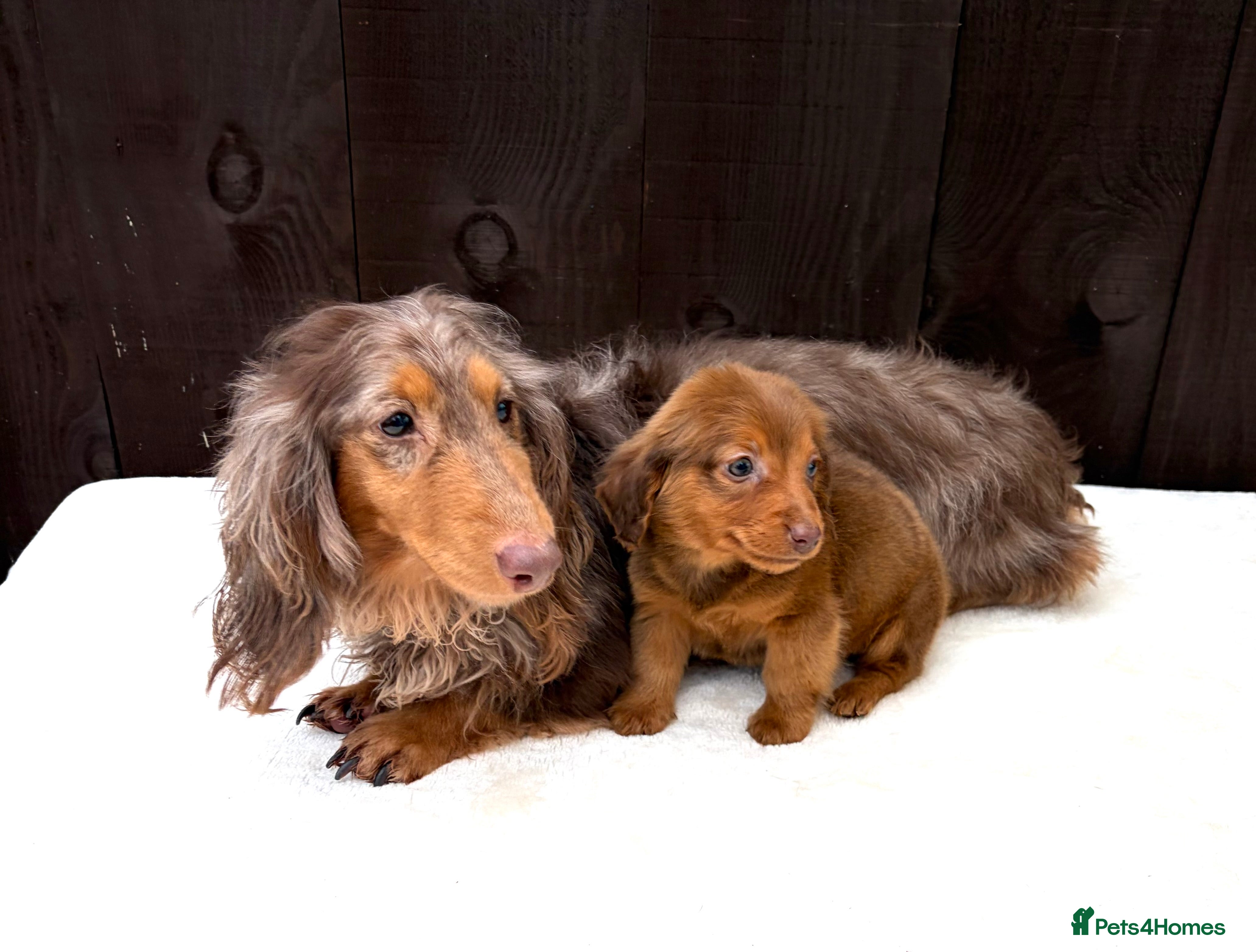Miniature Dachshund dogs Dachshund puppy only 1 Boy still available  - Advert 1