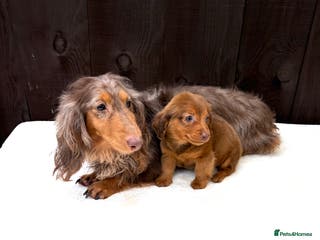 Miniature Dachshund dogs Dachshund puppy only 1 Boy still available - Advert 12