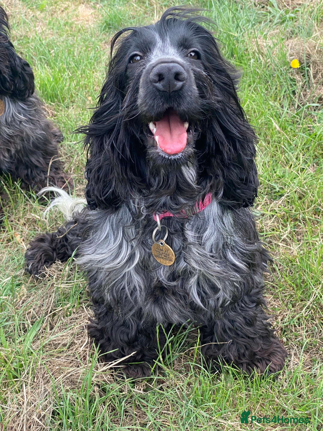 Cocker Spaniel dogs for sale: ‼️ ATTENTION PLEASE ‼️ - Advert 14