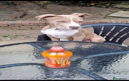 Mixed Breed dogs for sale: Tyson - Image 4