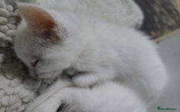 Maine Coon cats for sale: Cross Maine Coon - Image 7