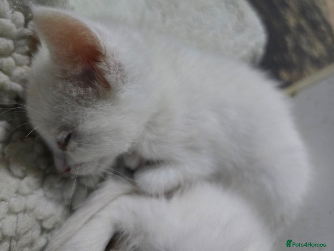 Maine Coon cats for sale: Cross Maine Coon - Image 7