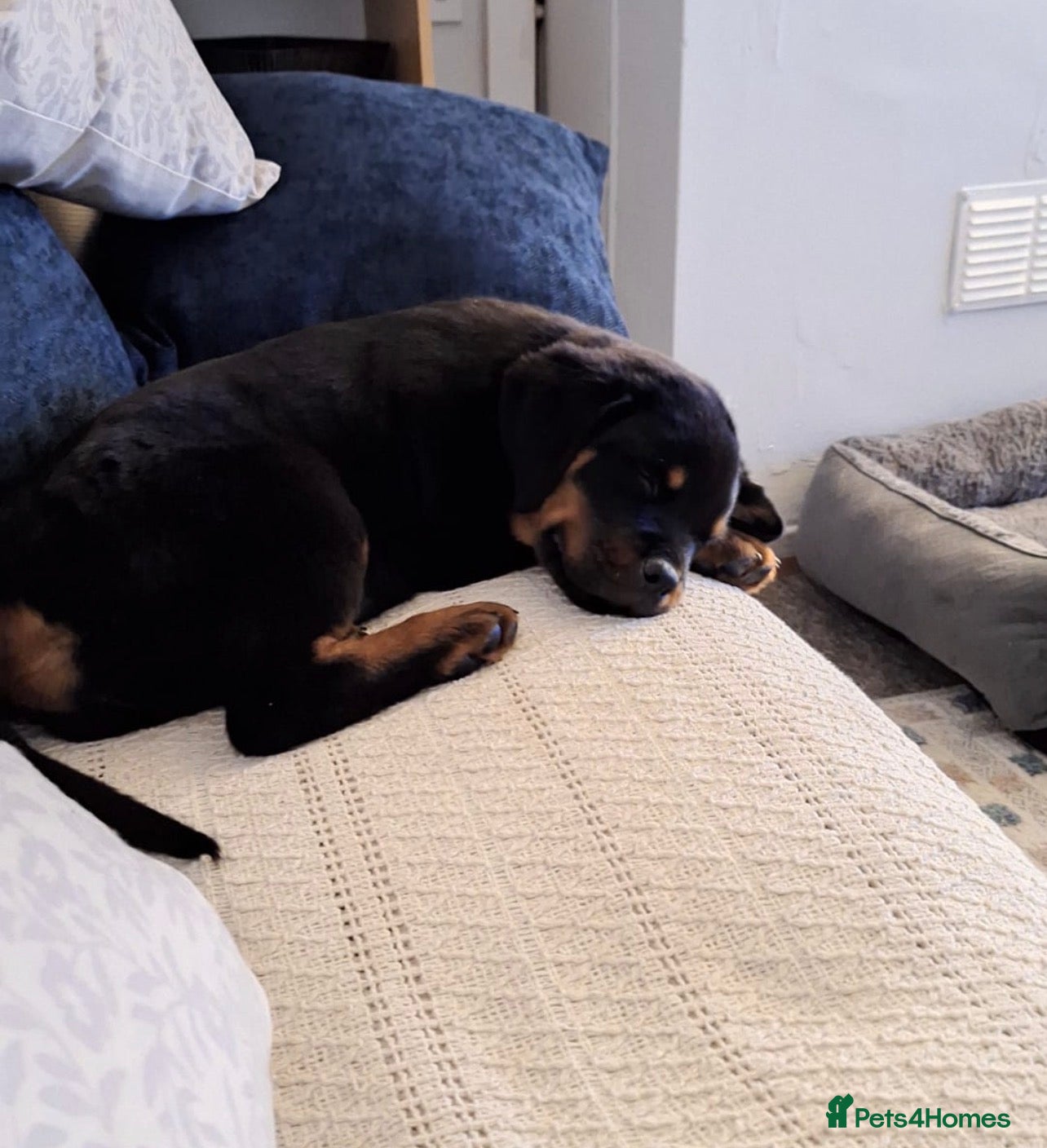 Rottweiler dogs Last girl available - Advert 16