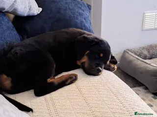 Rottweiler dogs Last girl available - Advert 16