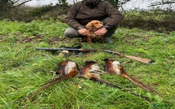 Cocker Spaniel dogs for sale: Healthy Cocker Spaniel puppies Working type  - Image 9