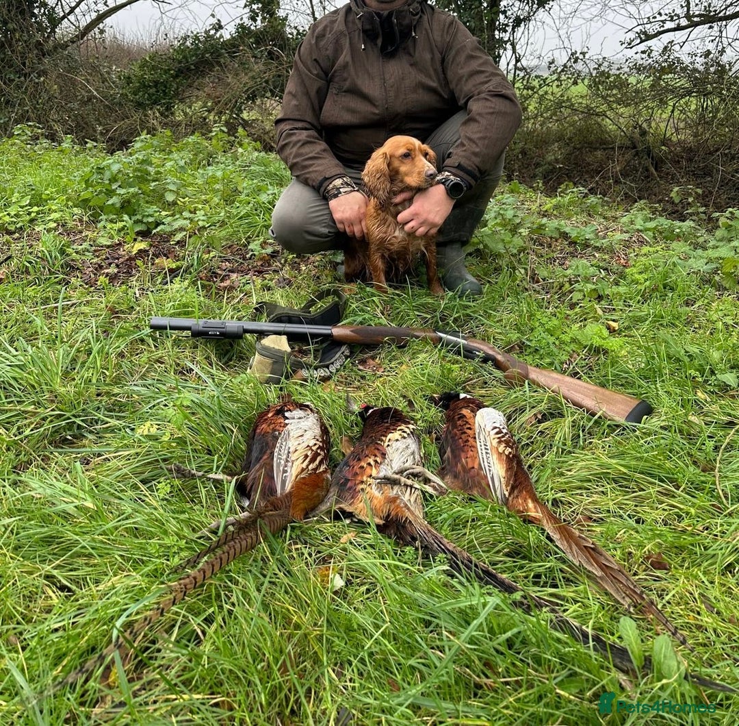 Cocker Spaniel dogs for sale: Healthy Cocker Spaniel puppies Working type  - Image 9
