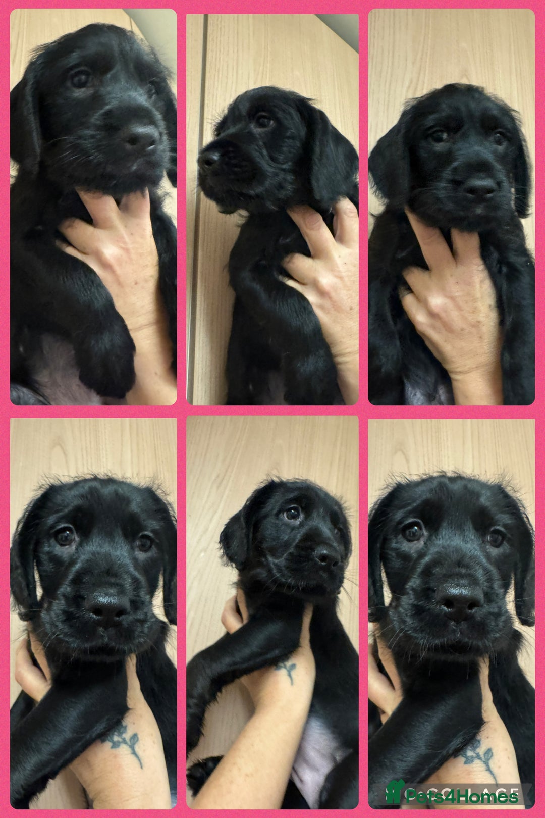 Mixed Breed dogs for sale: Beautiful unique puppies last girl left  - Advert 10