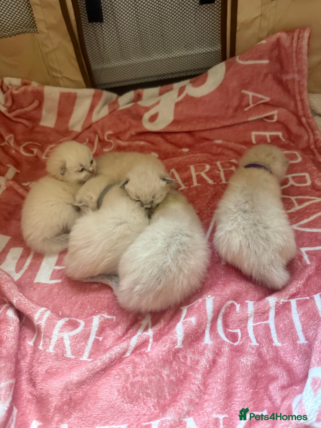 Ragdoll cats for sale: 🥰 blue Ragdolls 🥰 - Advert 6