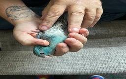 Parakeets birds for sale: Young male kakariki  - Image 4