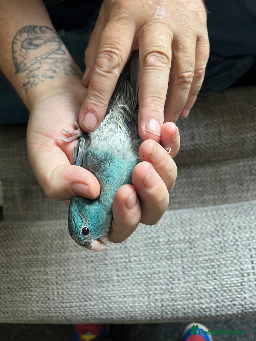 Parakeets birds for sale: Young male kakariki  - Image 4