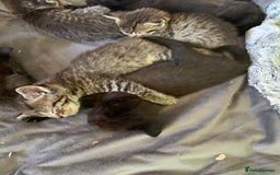 Ragdoll cats for sale: Beautiful Ragdoll/Bengal cross - Image 5