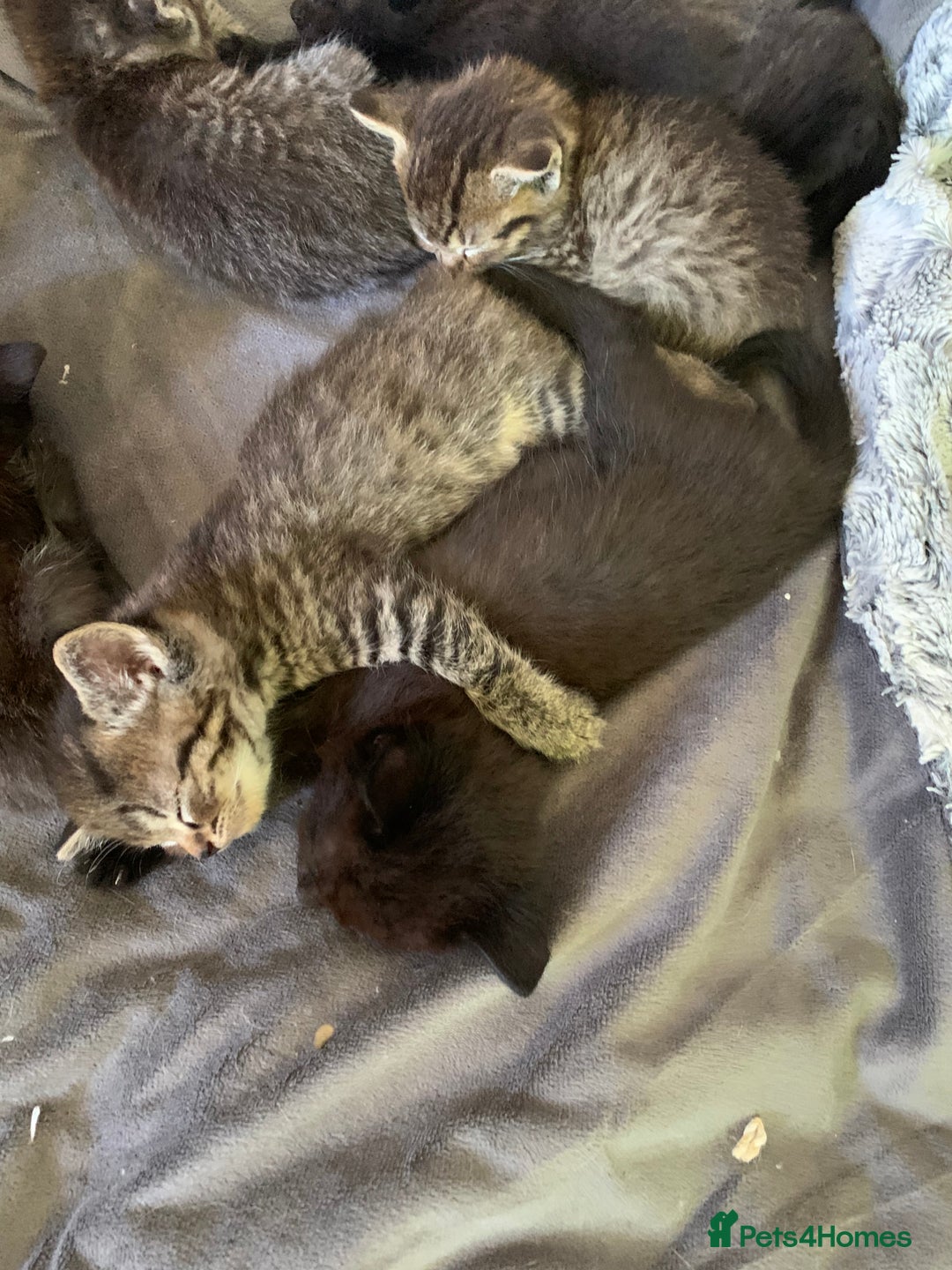 Ragdoll cats for sale: Beautiful Ragdoll/Bengal cross - Image 5