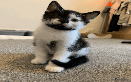 Mixed Breed cats for sale: gorgeous kittens male and female  - Image 9