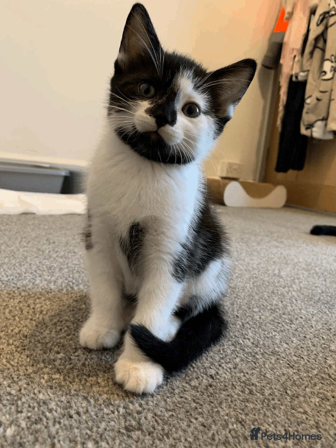 Mixed Breed cats for sale: gorgeous kittens male and female  - Image 9