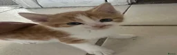 Persian cats for sale: Simba - Advert 1